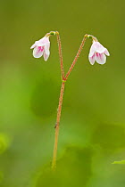 Twinflower (Linnaea borealis) in flower in pine woodland, Abernethy National Nature Reserve, Cairngorms National Park, Scotland, UK
