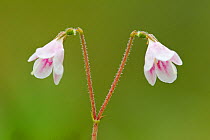 Twinflower (Linnaea borealis) in flower in pine woodland, Abernethy National Nature Reserve, Cairngorms National Pasrk, Scotland, UK
