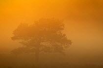 Solitary Scot's pine (Pinus sylvestris) at dawn, Cairngorms National Park, Scotland, UK, June