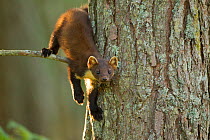Pine marten (Martes martes) juvenile in pine tree in woodland, Beinn Eighe National Nature Reserve, Wester Ross, Scotland, UK, July. Highly commended, 'Animal Portraits' category, British Wildlife Pho...