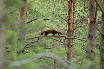 Pine marten (Martes martes) youngster moving through branches in woodland, Beinn Eighe National Nature Reserve, Wester Ross, Scotland, UK, July
