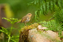 Robin (Erithacus rubecula) juvenile perched in woodland setting, Scotland, UK, July