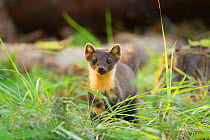 Pine marten (Martes martes) youngster in woodland, Beinn Eighe National Nature Reserve, Wester Ross, Scotland, UK, july