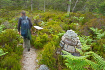 Walker on woodland trail through pinewoods, Beinn Eighe National Nature Reserve, Scotland, UK, model released, June 2011