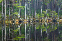 Scot's pine (Pinus sylvestris) trees reflected in Loch Mallachie, Cairngorms National Park, Scotland, UK, October 2011