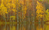 Silver birches (Betula pendula) reflected in Loch Pityoulish in autumn, Cairngorms National Park, Scotland, UK