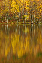 Silver birches (Betula pendula) reflected in Loch Pityoulish in autumn, Cairngorms National Park, Scotland, UK, October