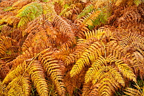 Bracken (Pteridium aquilinium) fronds in autumn, Glen Affric, Scotland, UK, October. Did you know? Bracken is evolutionarily very successful, with a fossil record going back 55 million years.