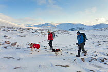 Hill walkers and dogs in winter. Cairngorms National Park, Scotland, December 2011.