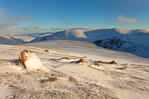 Cairngorm Mountains in winter, view to Beinn Mheadhoin, Cairngorms National Park, Scotland, December 2011.