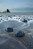Pebbles on black sand beach. Talisker Bay, Isle of Skye, Scotland, UK, October 2011.