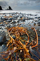 Seaweed and pebbles on black sand beach. Talisker Bay, Isle of Skye, Scotland, UK, October 2011.