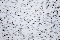 Starlings (Sturnus vulgaris) flock in flight. Solway Firth, Scotland, November.