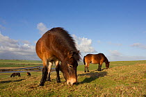 Exmoor Ponies (Equus caballus) grazing at Seven Sisters Country Park, South Downs, England, November.
