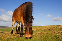 RF- Exmoor Pony (Equus caballus) grazing at Seven Sisters Country Park, South Downs, England, November. (This image may be licensed either as rights managed or royalty free.)