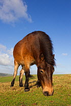 Exmoor Pony (Equus caballus) grazing at Seven Sisters Country Park, South Downs, England, November.