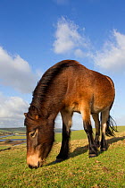 Exmoor Pony (Equus caballus) grazing at Seven Sisters Country Park, South Downs, England, November.