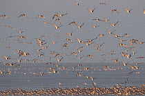 Flock of Oystercatchers (Haematopus ostralegus) and Knot (Calidris canuta) in flight and on tidal shallows. The Wash Estuary, Norfolk, September.