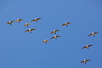 Flock of Knot (Calidris canuta) in flight. The Wash Estuary, Norfolk, October.