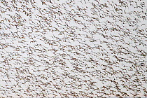 RF- Large flock of Oystercatchers (Haematopus ostralegus) and Knot (Calidris canuta) taking flight. The Wash Estuary, Norfolk, October. (This image may be licensed either as rights managed or royalty...