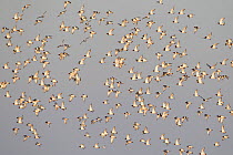 Flock of Oystercatchers (Haematopus ostralegus) in flight. The Wash Estuary, Norfolk, October.
