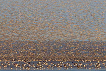 Large flock of Oystercatchers (Haematopus ostralegus) and Knot (Calidris canuta) taking flight. The Wash Estuary, Norfolk, October.