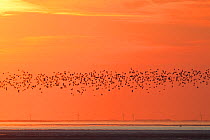 Flock of Pink Footed Geese (Anser brachyrhynchus) in flight against sunset. The Wash Estuary, Norfolk, October 2011.