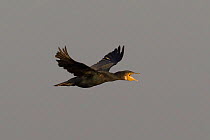 Cormorant (Phalacrocorax carbo) in flight. The Wash Estuary, Norfolk, September.