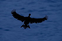 Shag (Phalacrocorax aristotelis) flying in silhouette. Shetland, Scotland, July.