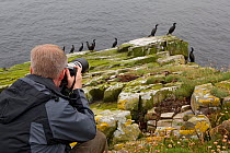 Photographer and shags (Phalacrocorax aristotelis). Shetland, Scotland, July.