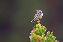 Meadow Pipit (Anthus pratensis) singing from scots pine, Glenfeshie, Scotland, June.