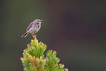 Meadow Pipit (Anthus pratensis) singing from scots pine, Glenfeshie, Scotland, June.