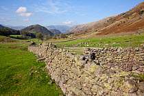Dry stone wall and sheep fold. Helvellyn, Lake District National Park, Cumbria, September 2011.