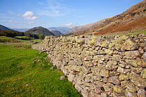 Dry stone wall and sheep fold. Helvellyn, Lake District National Park, Cumbria, September 2011.
