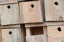 Stack of birdboxes as part of Flora of the Fells day. Helvellyn, Lake District National Park, Cumbria, September.