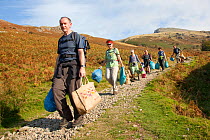 Litter picking volunteers carrying bags of rubbish take part in Flora of the Fells conservation day. Helvellyn, Lake District National Park, Cumbria, September. Did you know? The amount of litter we d...