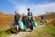 Litter picking volunteers carrying bags of rubbish take part in Flora of the Fells conservation day. Helvellyn, Lake District National Park, Cumbria, September.