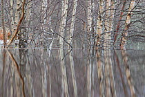 RF- Woodland reflections in the floodwaters of the River Spey, Scotland, December. (This image may be licensed either as rights managed or royalty free.)