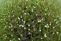 Bogbean / Buckbean (Menyanthes trifoliata) flowering in pool system. Insh Marshes, Scotland, May.