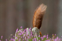 Red Squirrel (Sciurus vulgaris) tail disappearing behind stump in flowering heather. Inshriach Forest, Scotland, September.