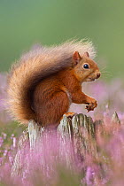 Red Squirrel (Sciurus vulgaris) portrait on stump in flowering heather. Inshriach Forest, Scotland, September.