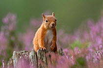 RF- Red Squirrel (Sciurus vulgaris) portrait on stump in flowering heather. Inshriach Forest, Scotland, September. (This image may be licensed either as rights managed or royalty free.)