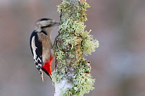 Great Spotted Woodpecker (Dendrocopos major) foraging on lichen covered twig. Cairngorms National Park, Scotland, December.