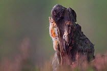 Red Squirrel (Sciurus vulgaris) in pine forest, partially hidden behind stump. Glenfeshie, Scotland, December.