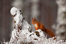 Red Squirrel (Sciurus vulgaris) in snowy pine forest. Glenfeshie, Scotland, January.