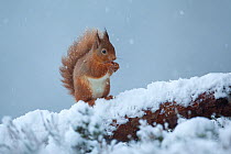 Red Squirrel (Sciurus vulgaris) feeding in snowfall. Glenfeshie, Scotland, January.