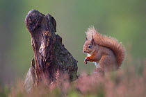 Red Squirrel (Sciurus vulgaris) in pine forest. Glenfeshie, Scotland, December.