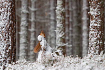 Red Squirrel (Sciurus vulgaris) in pine forest. Glenfeshie, Scotland, January.Did you know? Red squirrels have five toes but only four fingers!