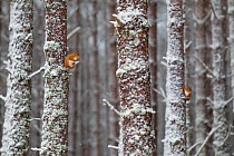 Two Red Squirrels (Sciurus vulgaris) in snowy pine forest. Glenfeshie, Scotland, January.