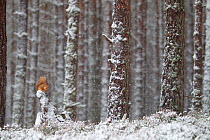 RF- Red Squirrel (Sciurus vulgaris) in snowy pine forest. Glenfeshie, Scotland, January. (This image may be licensed either as rights managed or royalty free.)